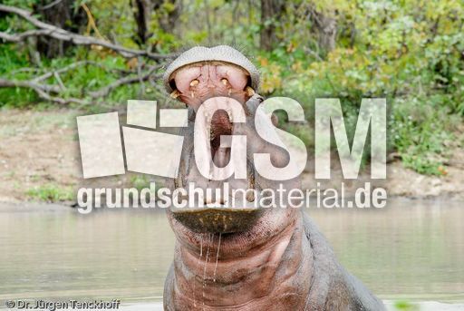 Flusspferd (102 von 104).jpg